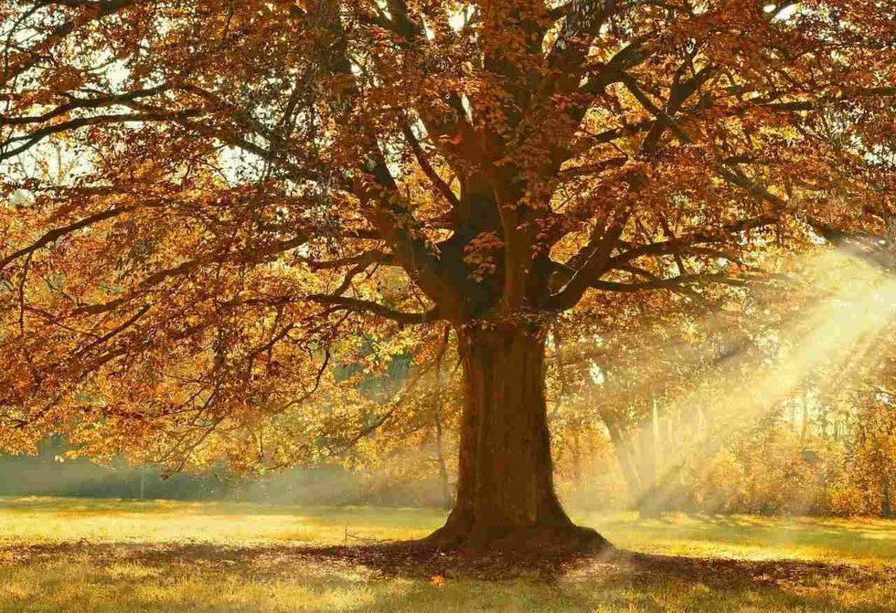 learn about the animals in coniferous and deciduous forests