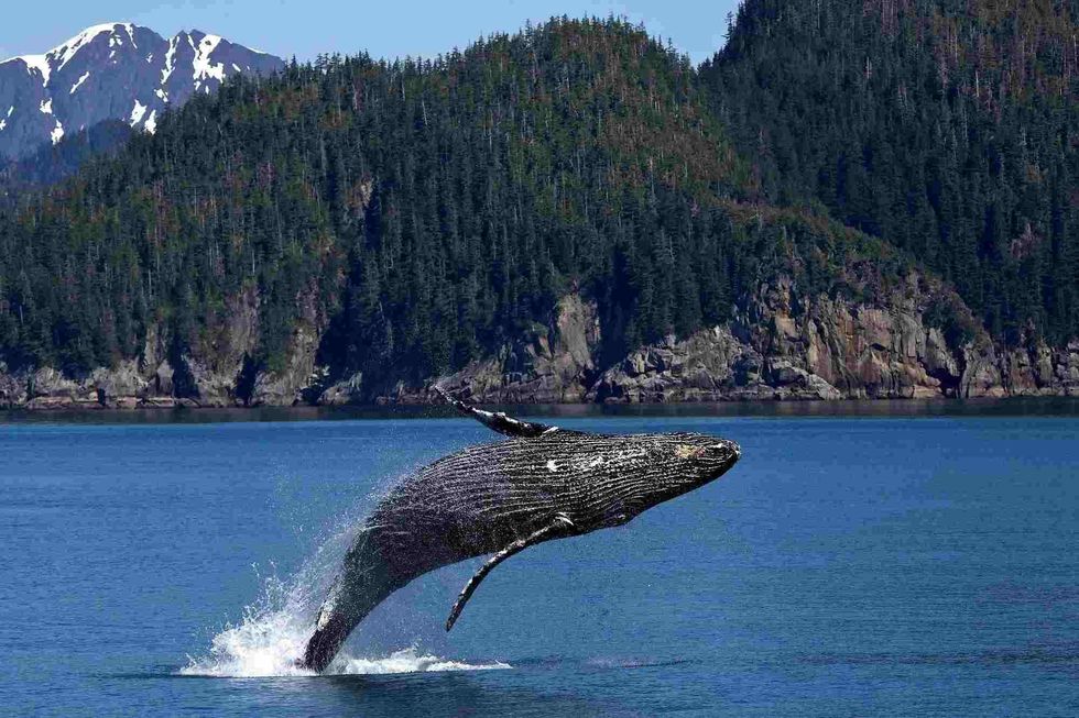 Learn about the Atlantic Ocean's amazing marine life.
