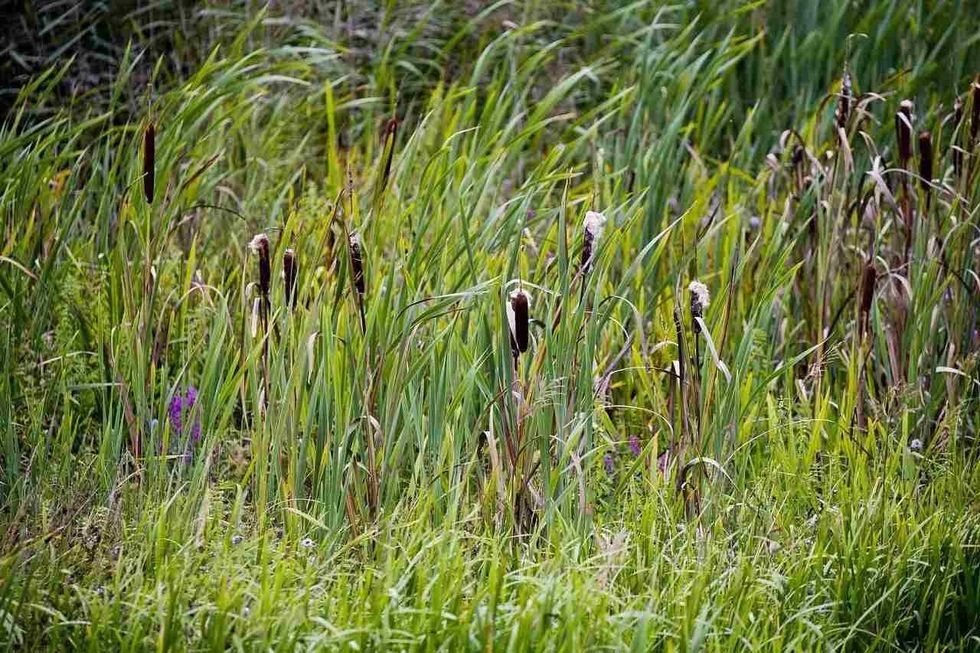 learn about the habitat of bulrush plants