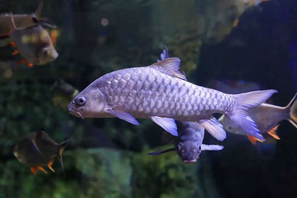 Learn about the largest freshwater-loving carp species in the mahseer fish facts.