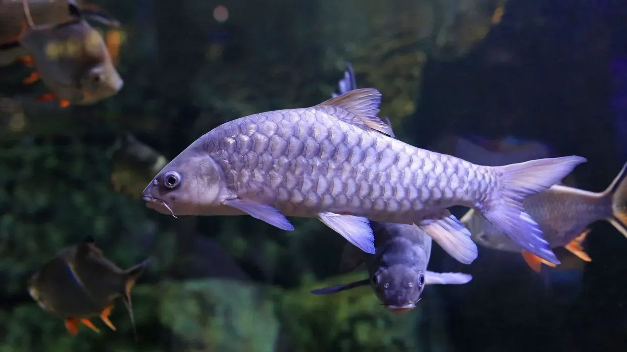 Learn about the largest freshwater-loving carp species in the mahseer fish facts.