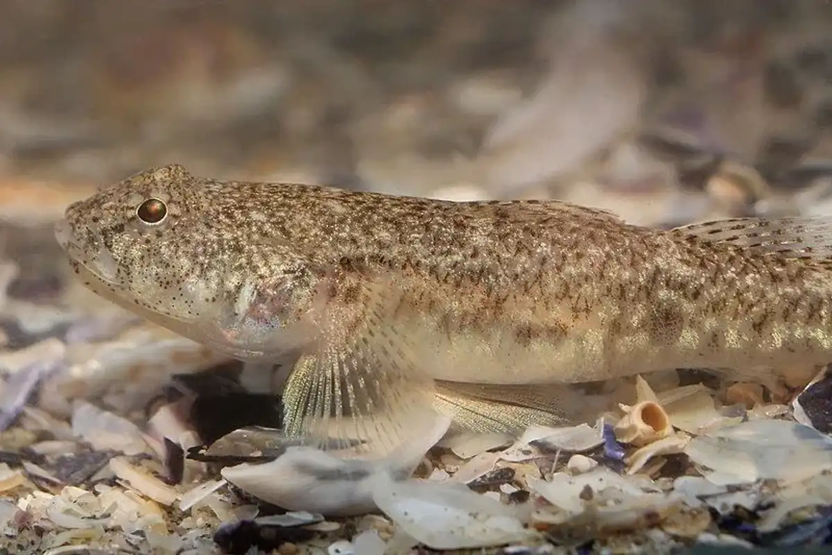 Learn about the marbled appearance of the species from these marble goby facts.