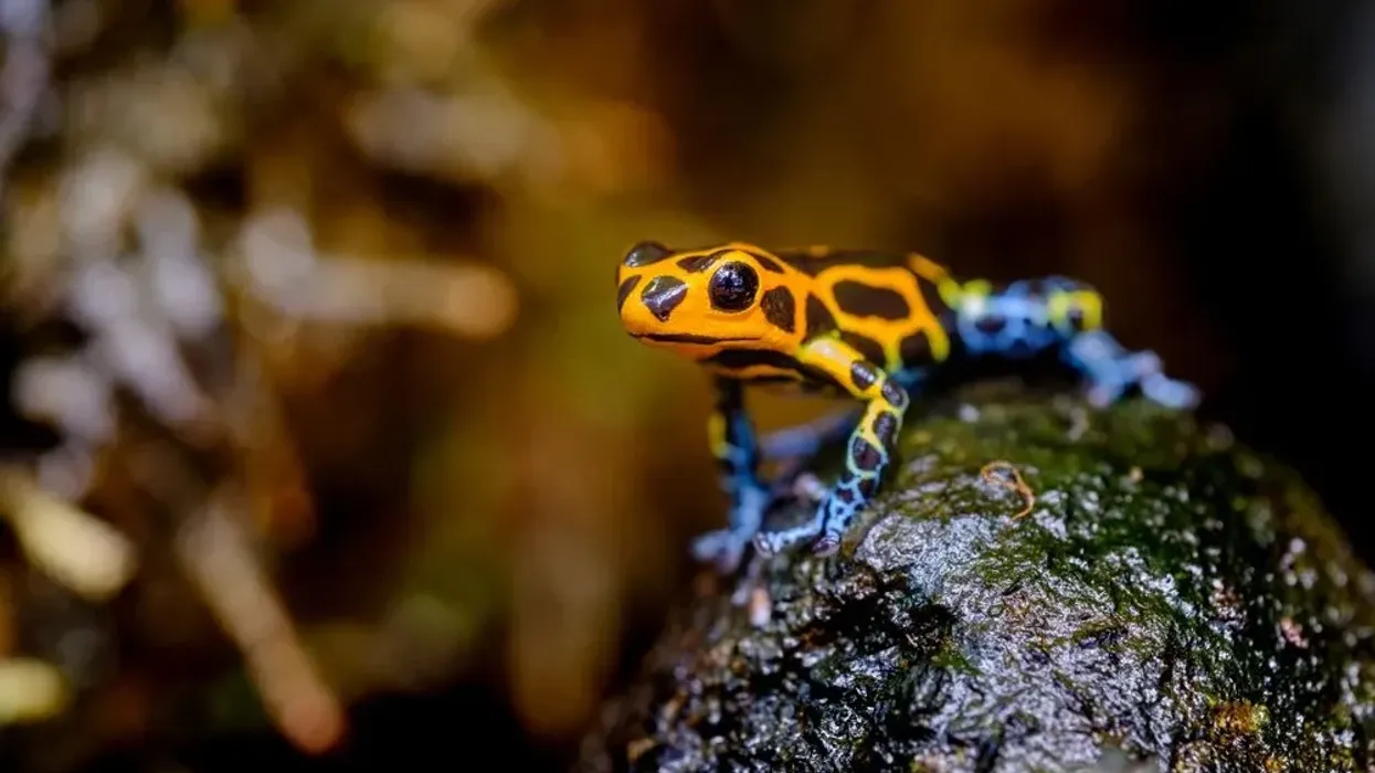 Learn about the mimic poison frog facts on the colorful and very tiny amphibian found in eastern Peru.