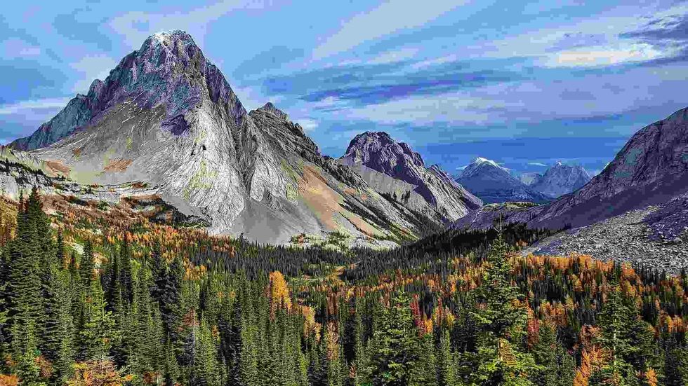 Learn about the qualities and features of the Alberta Spruce Trees.