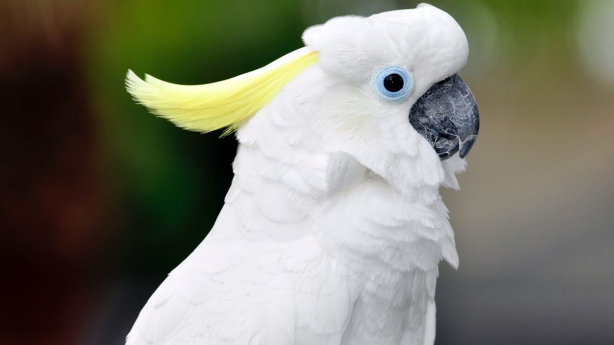 Learn about the Triton cockatoo facts, a bird that eats fresh fruits and vegetables or a seed mix.
