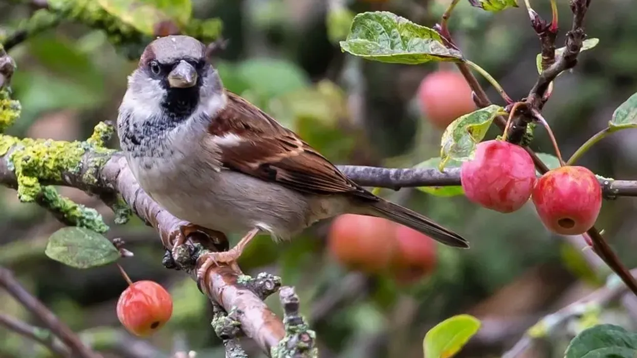 Learn about these Eurasian tree sparrow facts