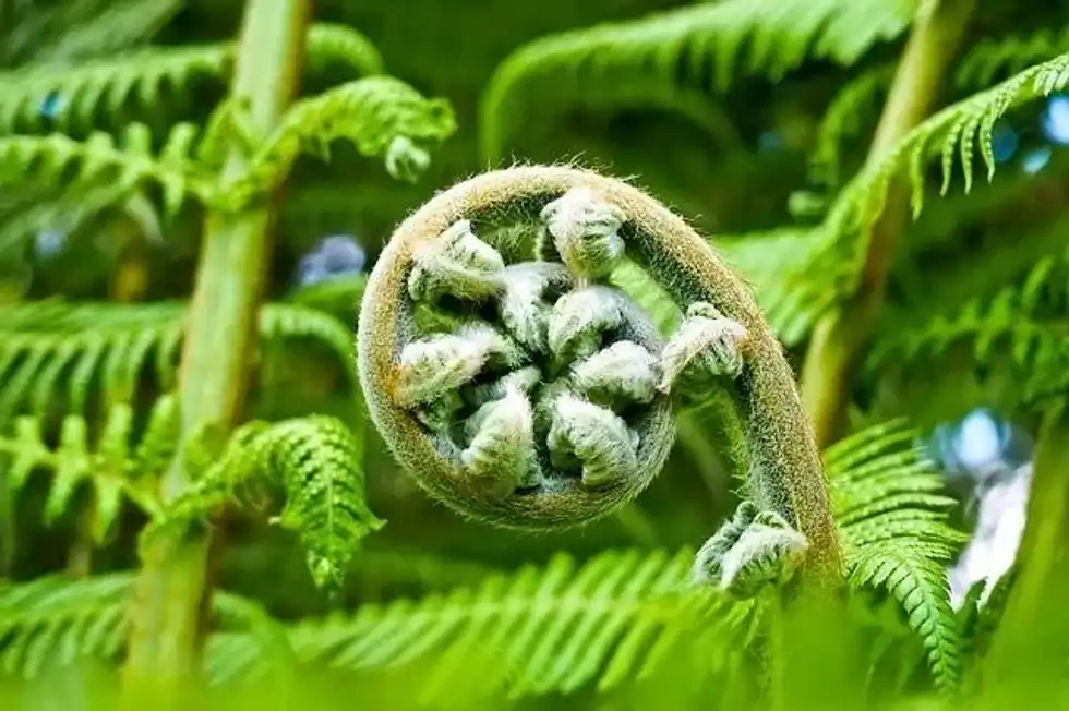 Learn about these non-flowering plants in Cycads facts.