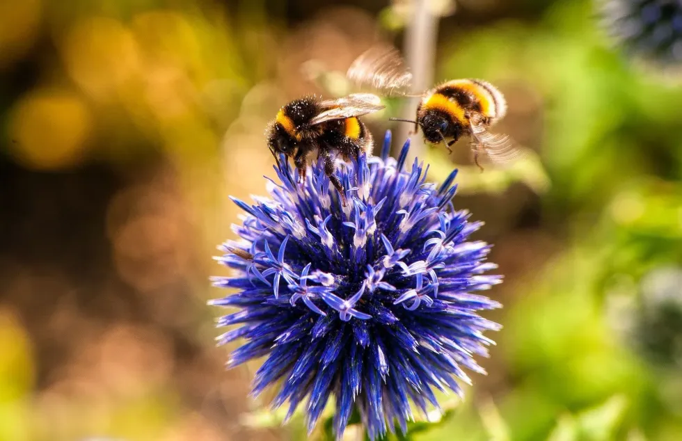 29 Bull Thistle Facts: All About This Invasive Plant Species