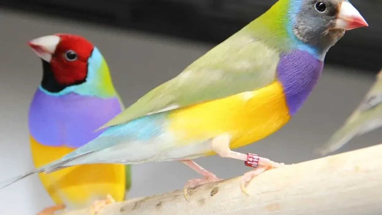 Learn about this beautiful bird by reading Gouldian finch facts.