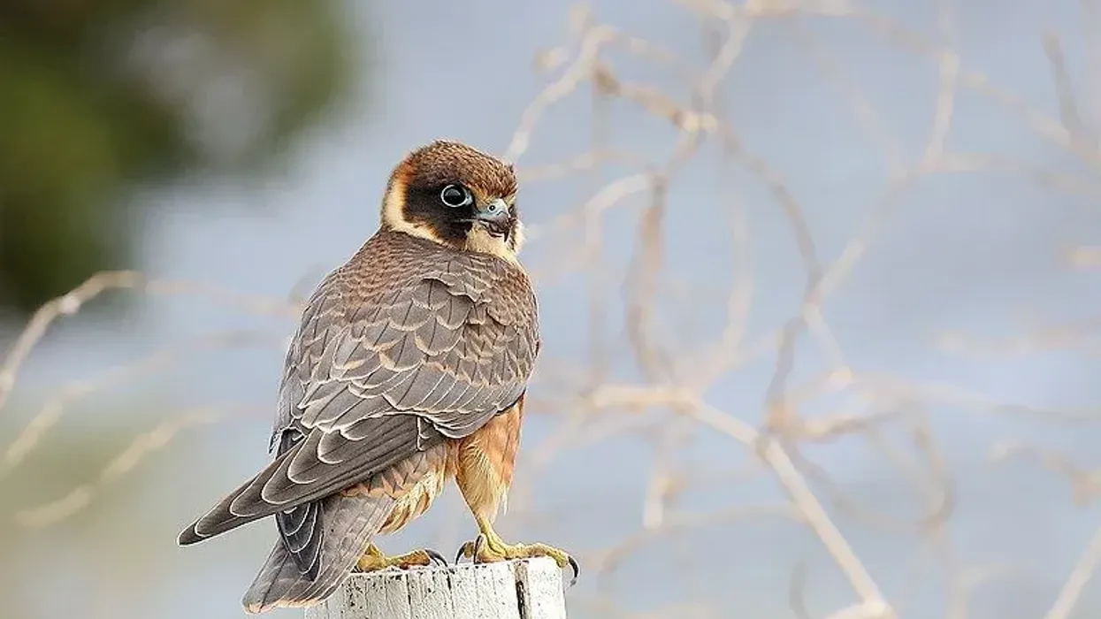 Learn about this bird's description, markings, and other fun Australian hobby facts in this article.
