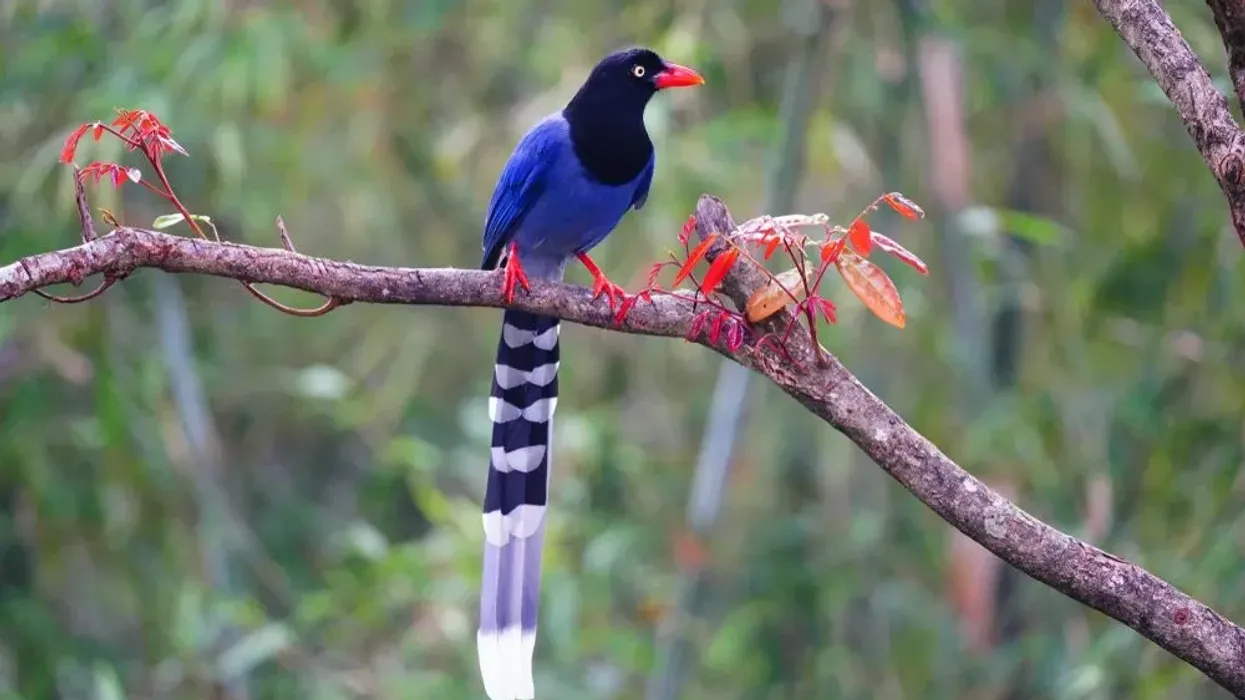 Learn about this endemic species of birds with Taiwan blue magpie facts.