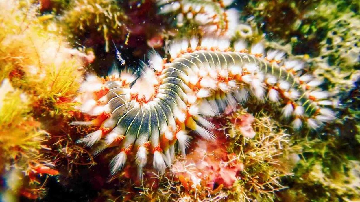 Learn about this fascinating fireworm with Bearded Fireworm facts.