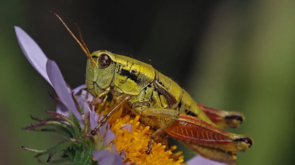 Learn about this insect by reading these Orthoptera facts.