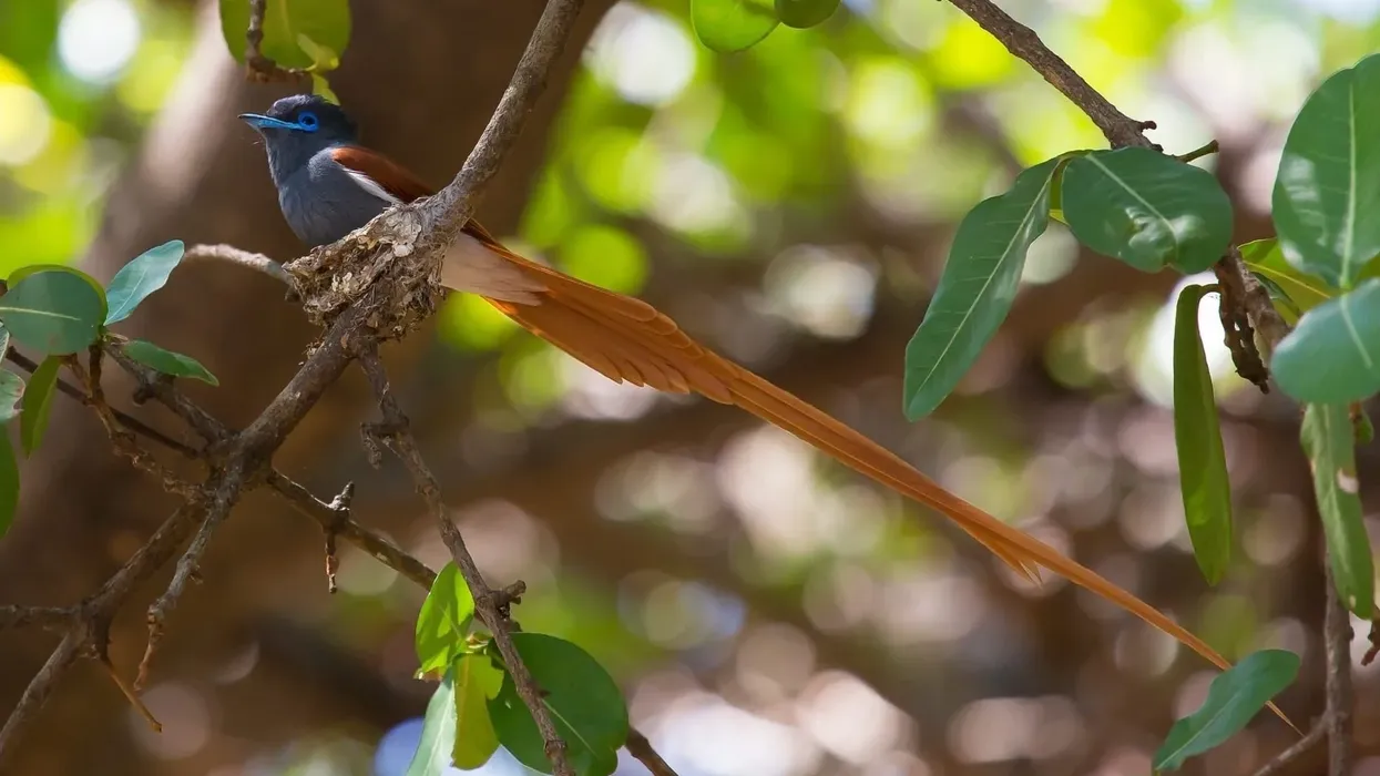 Learn about this marvelous bird from our African paradise flycatcher facts.