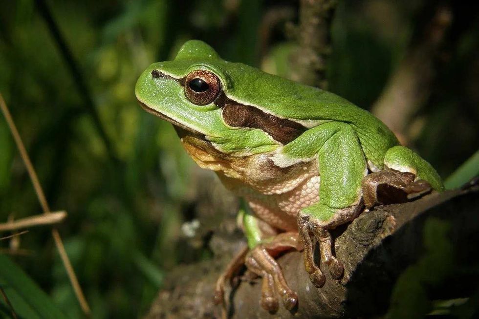 learn about unusual frog mortality