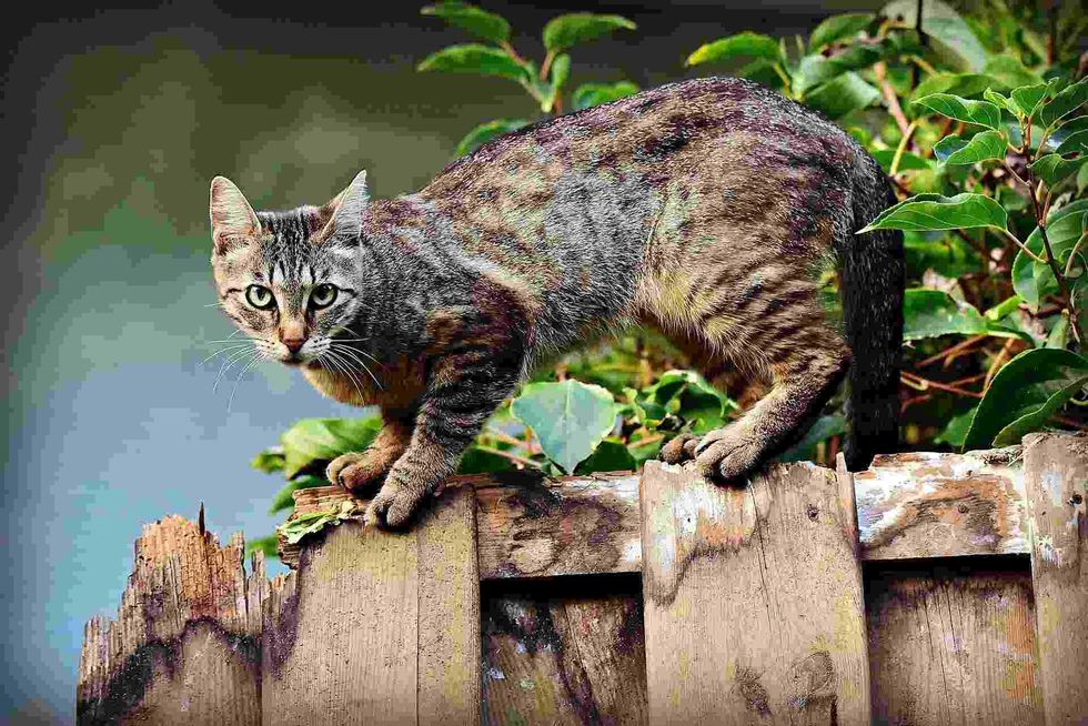 learn about why male cats go into heat