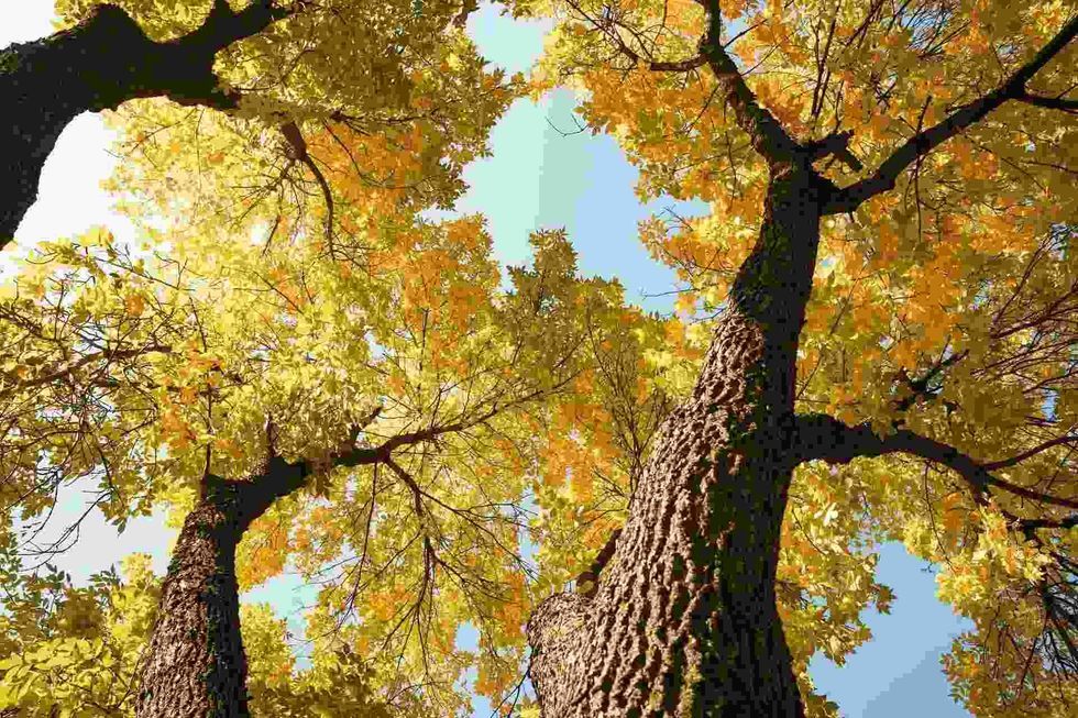 Learn all about American Elm tree and how to save them.