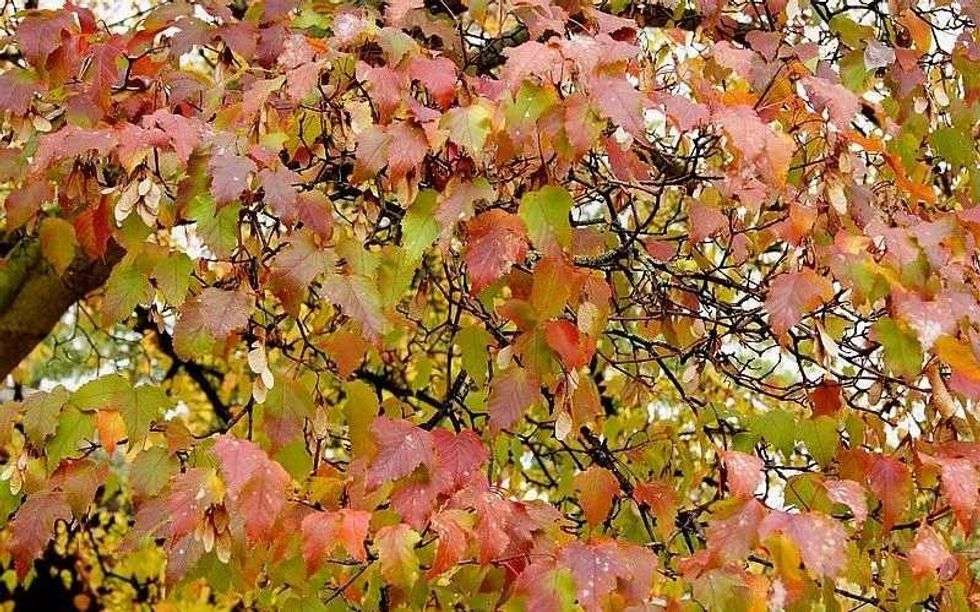 Learn all about amur maple tree and how to care of it.