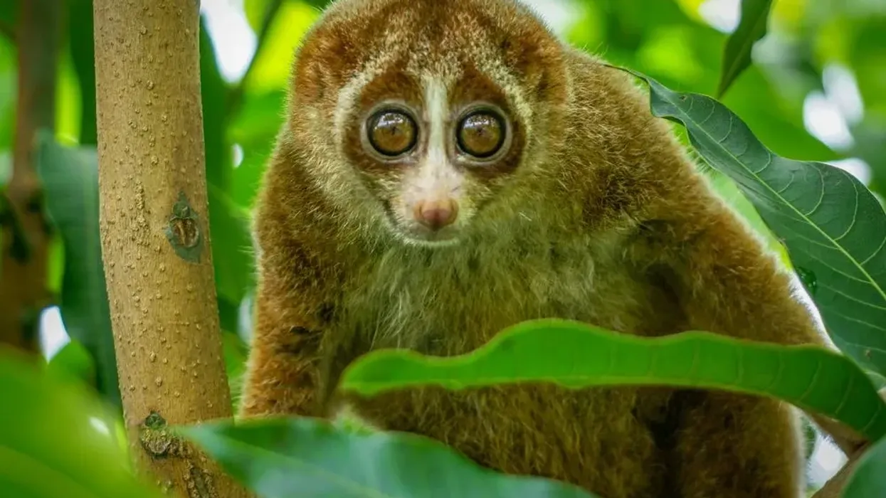 Learn all about Pygmy Slow Loris facts here.