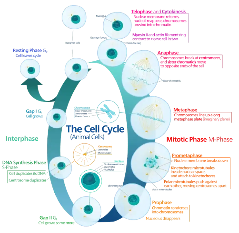 Learn all about the cell cycle through these mitosis facts.