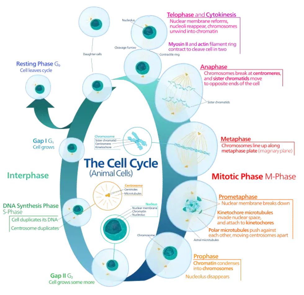 Learn all about the cell cycle through these mitosis facts.