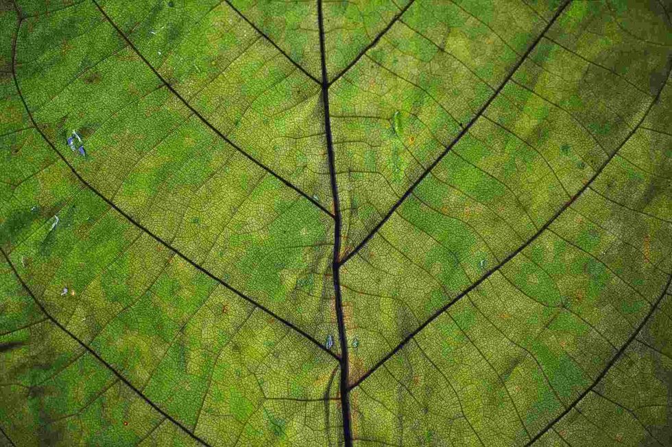 Learn all about the Chloroplast in plants
