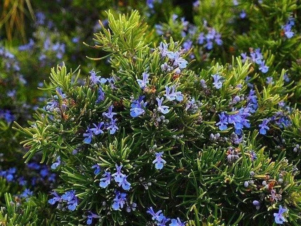 Learn all about the wonderful Rosemary plant.