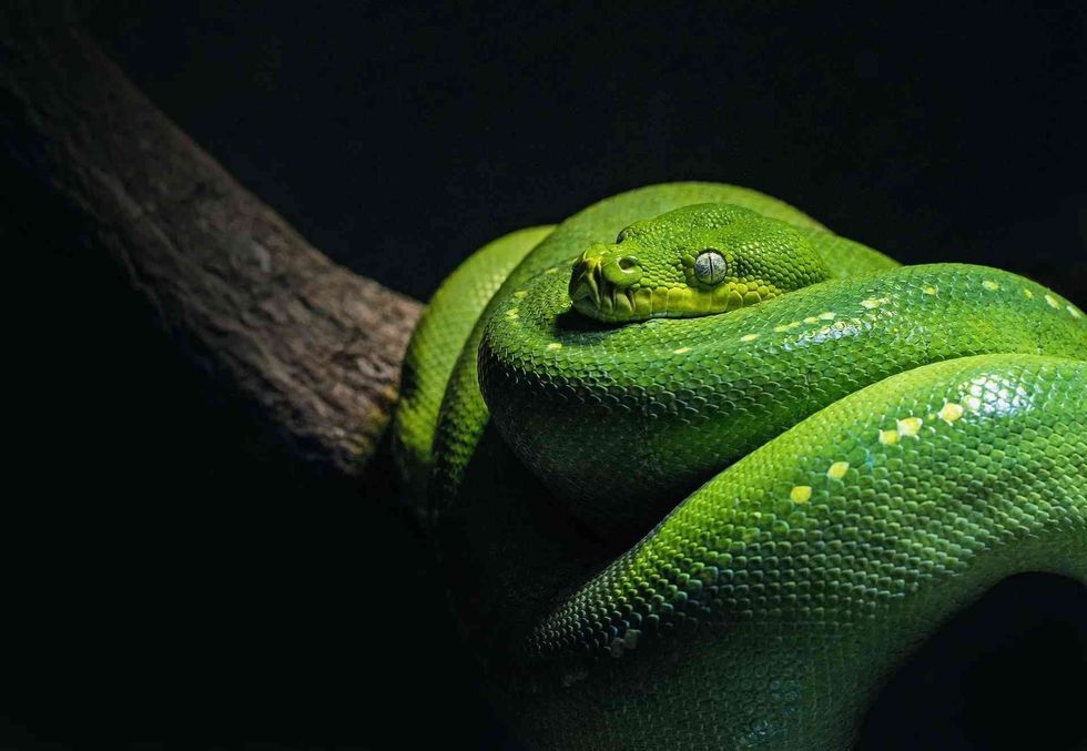 Learn all facts about snake reproduction processes.