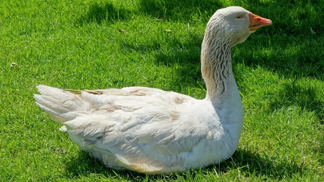 Learn American buff goose facts here.