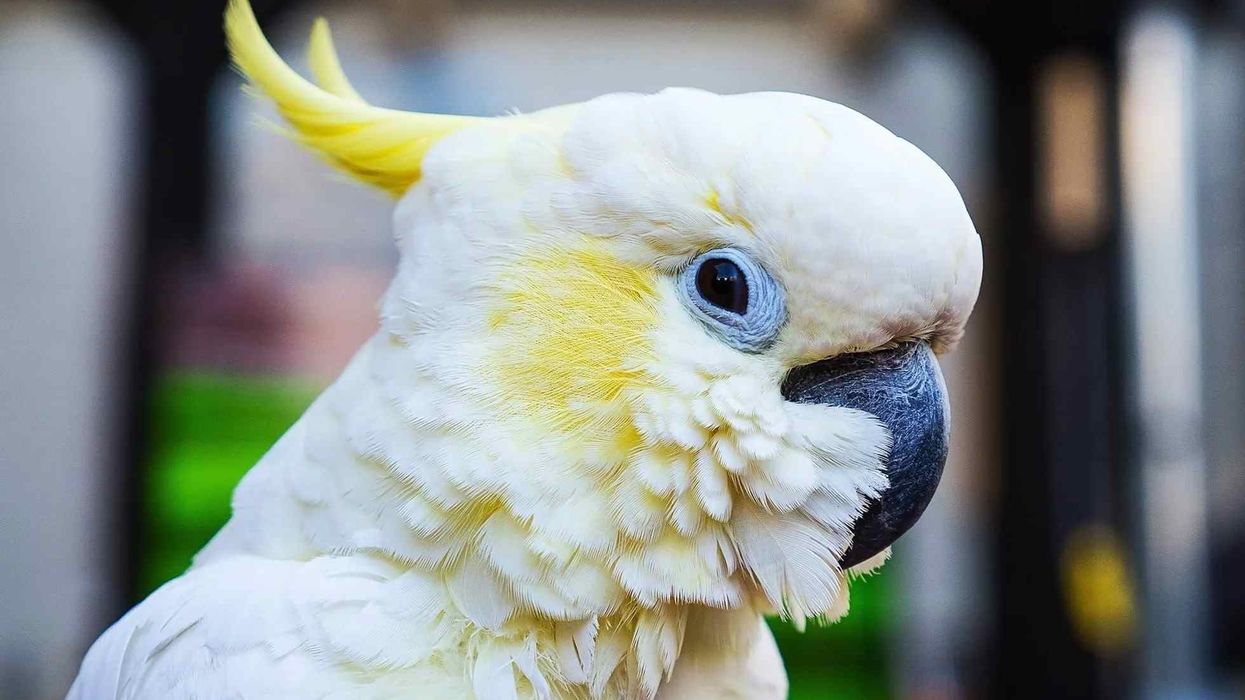 Learn cockatoo facts about the 21 species of cockatoo.