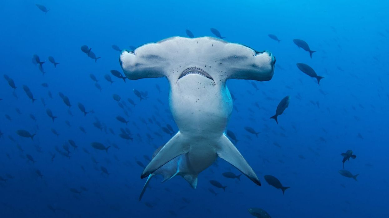 Learn exciting scalloped hammerhead shark facts about its habitat, feeding habits, biology, and breeding.