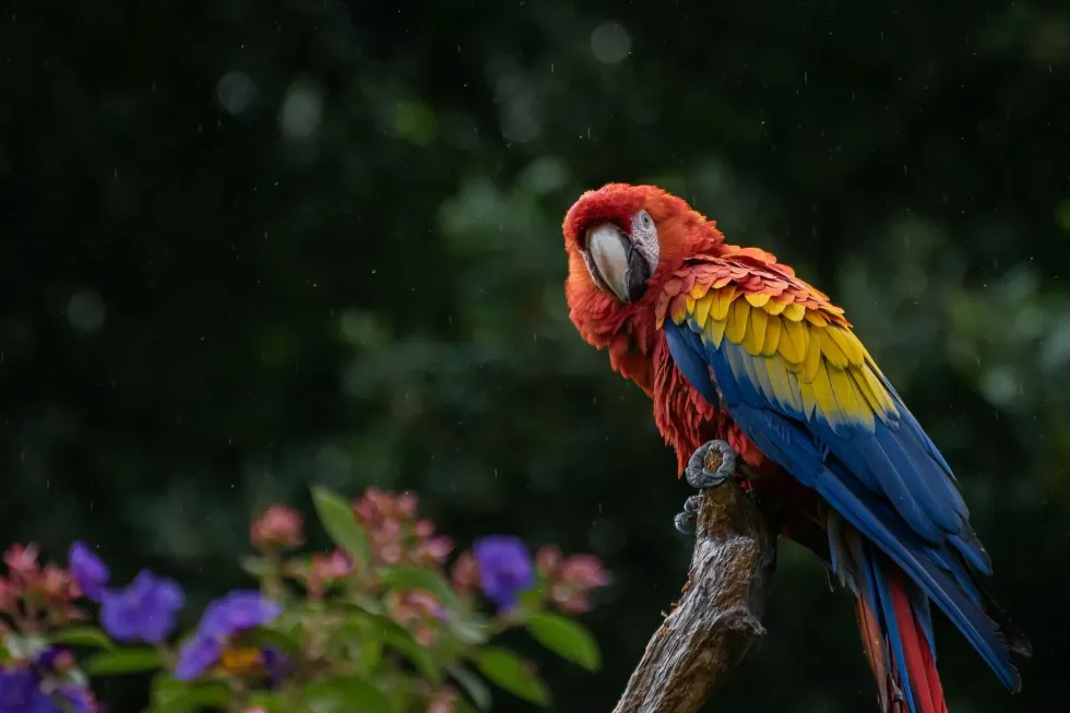 Different Types Of Parrots: Guide To All The Colorful Species | Kidadl