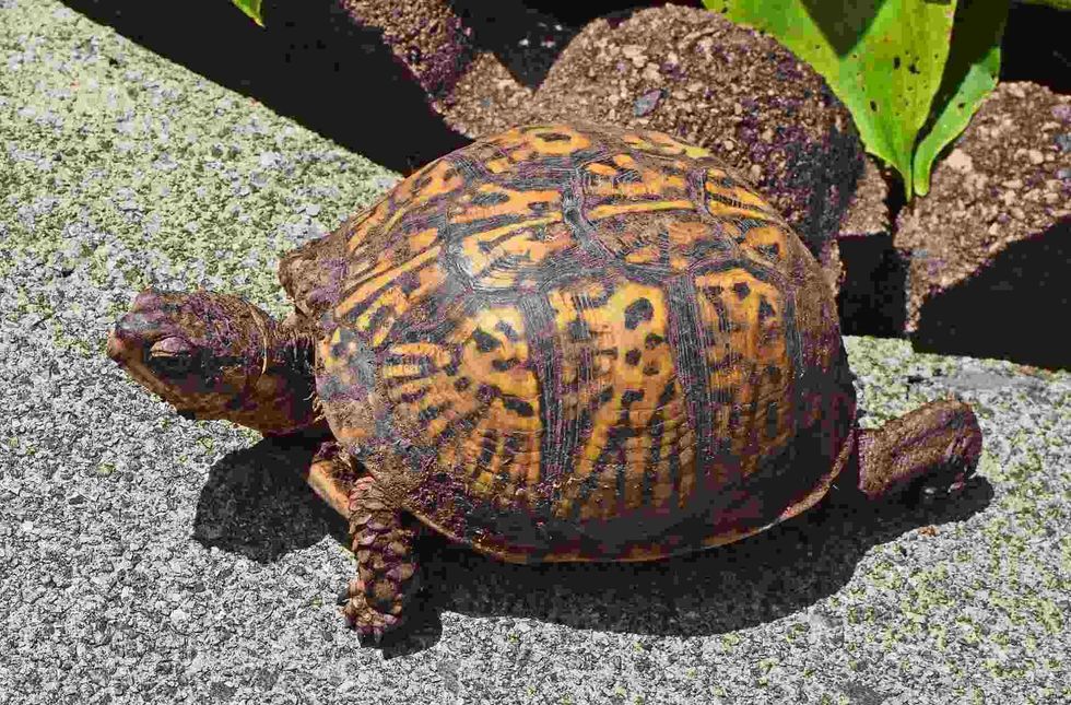learn facts about pet turtles