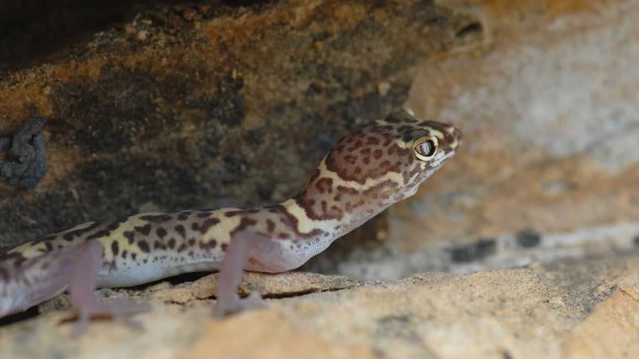 Learn fascinating and surprising Texas Banded Gecko facts.