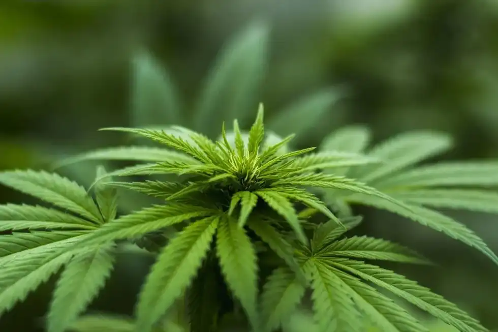 Learn hemp facts with us today!