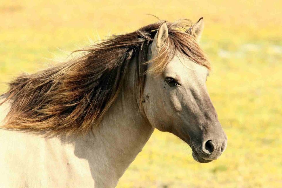 learn if you can give your horse pumpkin