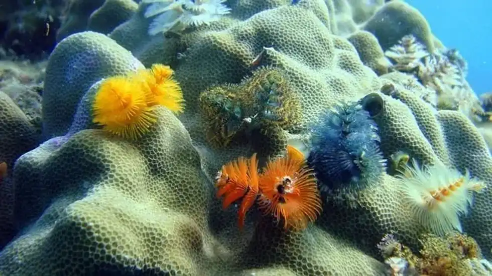 Learn in detail about the Atlantic Ocean food chain here at Kidadl.