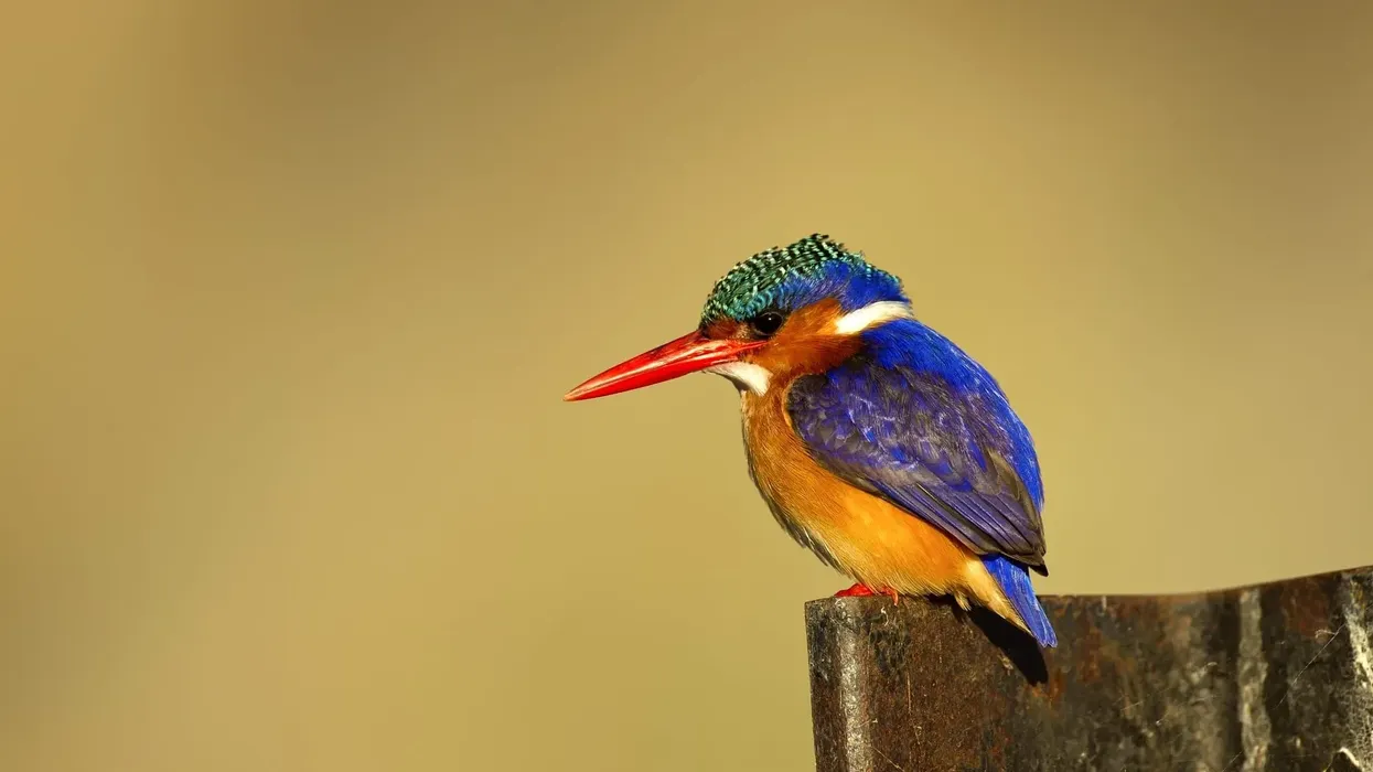 Learn interesting African pygmy kingfisher facts here.