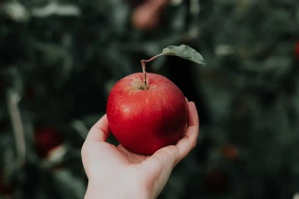 Apple Butter Nutrition Facts: Health Benefits And Calories Revealed