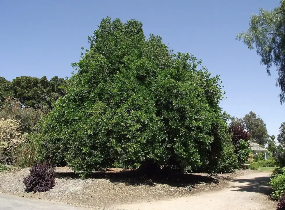 45 Carrotwood Tree Facts: Lifespan, Problems, Habitat And More