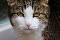 Learn interesting facts about National Grouch Day here at Kidadl.