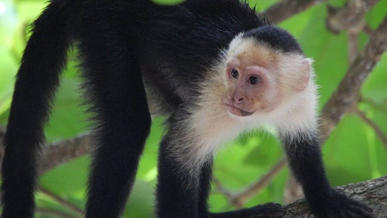 Learn interesting facts about the White-faced Capuchin.