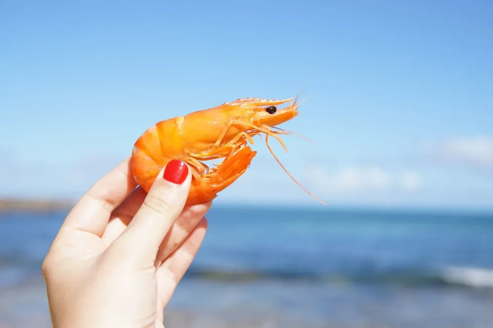 Learn interesting pistol shrimp vs. mantis shrimp facts here at Kidadl!