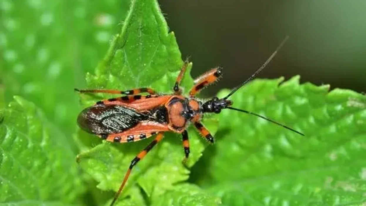 Learn interesting Reduviidae facts about its habitat, diet, reproduction, and more!