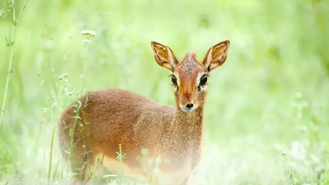 Learn interesting royal antelope facts here on Kidadl