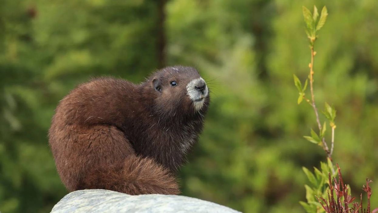 Learn interesting Vancouver Island marmot facts!