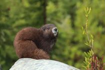 Learn interesting Vancouver Island marmot facts!