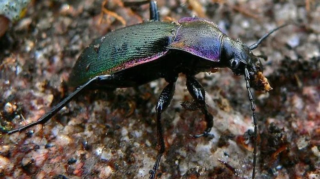 Learn interesting violet ground beetle facts!