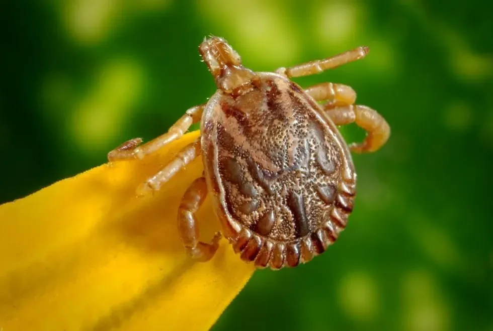Learn more about deer tick vs wood tick and other amazing facts in this article!