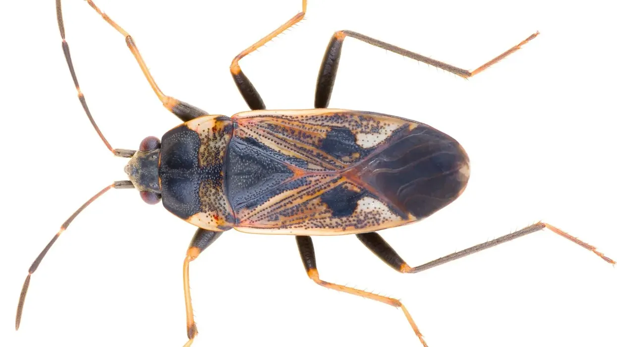 Learn more about some interesting Rhyparochromidae facts